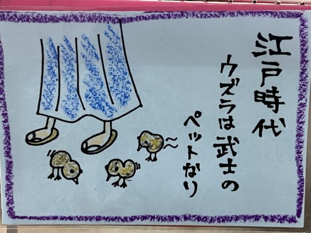 ヒメウズラ