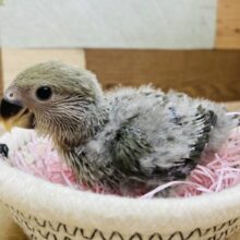大人なモーブはいかが〜(^^)/❤️ぱっちりおめめなコザクラインコのモーブ‼️