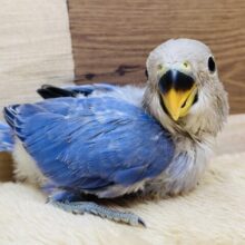 トリコになっちゃう事間違いなし🪻✨鮮やかなバイオレットオパーリン💜コザクラインコ！