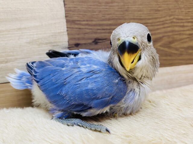トリコになっちゃう事間違いなし🪻✨鮮やかなバイオレットオパーリン💜コザクラインコ！