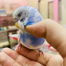 最新画像有ります🌟チャームポイントはべっかむへあ〜💖セキセイインコのパイド‼️