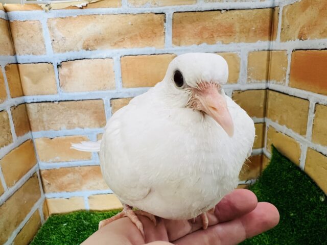 ギンバト