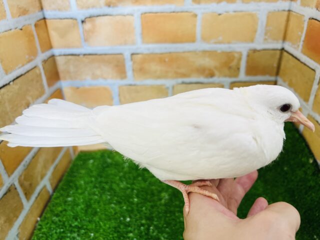 ギンバト