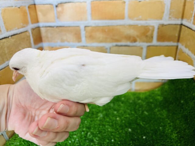 ギンバト