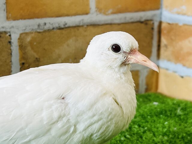 ギンバト