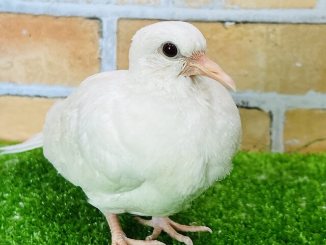 説明画像です
