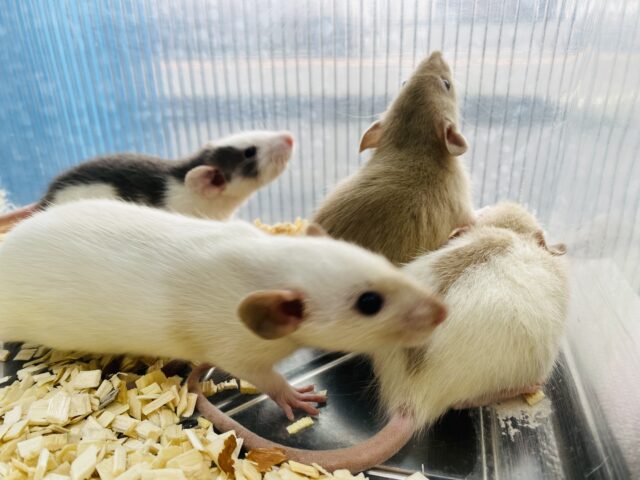 説明画像です