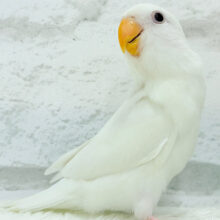 【最新画像更新🪄】純白の天使来ました🐣🫧コザクラインコ(アルビノ) ヒナ
