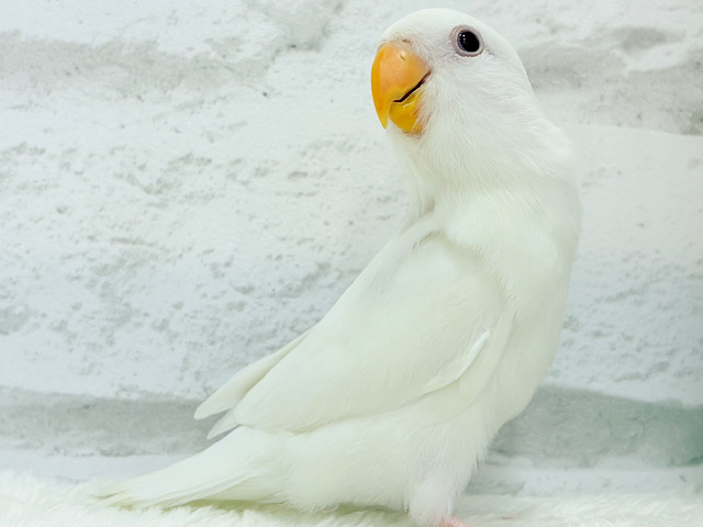 【最新画像更新🪄】純白の天使来ました🐣🫧コザクラインコ(アルビノ) ヒナ
