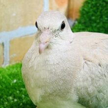 輪っかがチラリ✨ジュズカケ鳩の若入舎です！