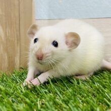 ムチムチっとした体に夢と希望が詰まってる💕優しいお顔のファンシーラット🐁✨
