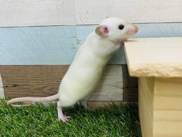 説明画像です