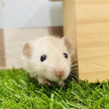 優しいお色で癒されちゃう💕ぽわぽわ雰囲気のファンシーラット🐭