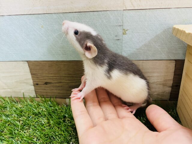 ファンシーラット