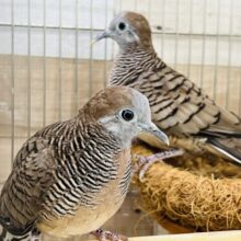 渋かわ♡チョウショウ鳩ペア入舎しました！