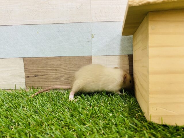 ファンシーラット