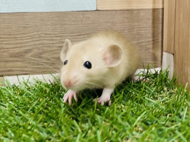 ファンシーラット