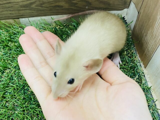 ファンシーラット