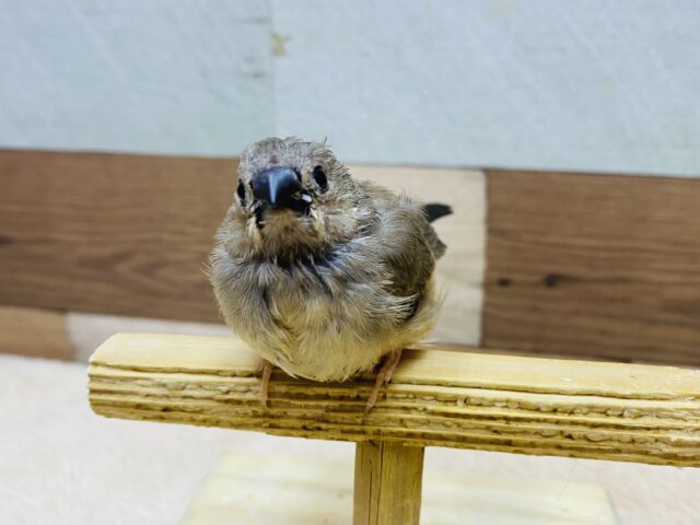 錦花鳥（キンカチョウ）
