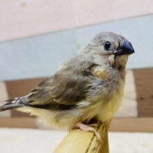 最新画像有ります🌟鳴き声はニーニー🎵今限定！フワフワ毛なキンカ鳥さんノーマル