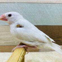 最新画像有ります‼️真っ白ビューティフルな美白さん✨白文鳥❣️
