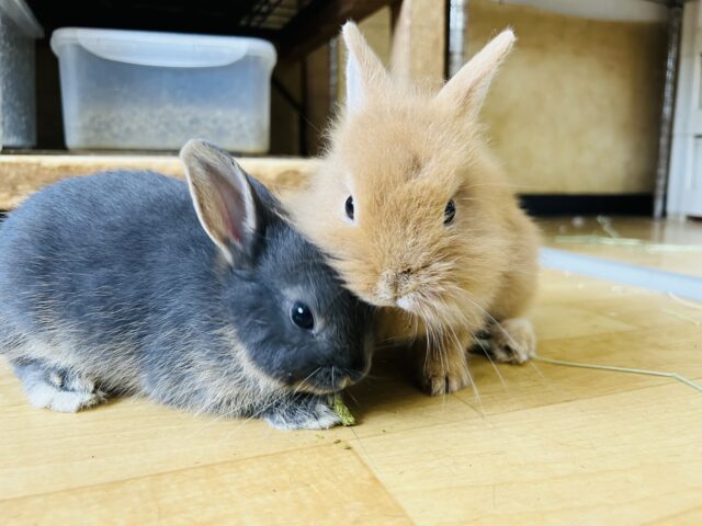 説明画像です