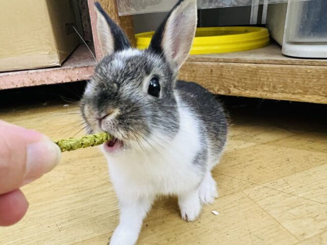 説明画像です