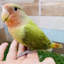遊ぶの大好き❤️じゅわっと果実カラー🍎✨小桜インコのオパーリン！