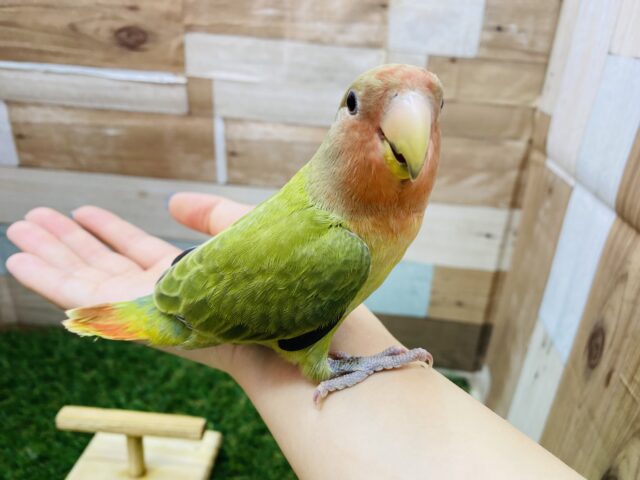 コザクラインコ（小桜インコ）