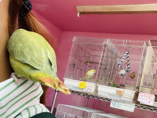 コザクラインコ（小桜インコ）