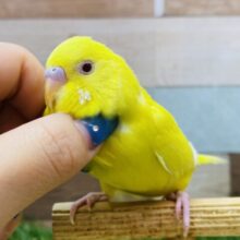 最新画像有ります🌟ピカピカイエロー✨💛元気ハツラツ❗️セキセイインコのルチノー