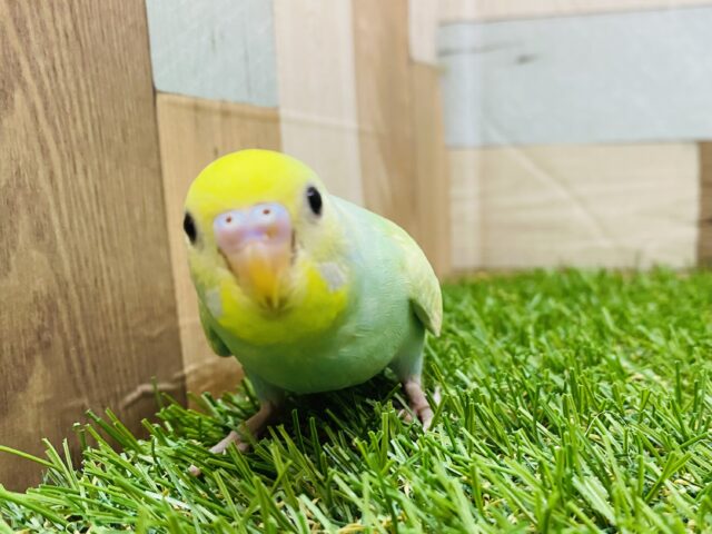 セキセイインコ