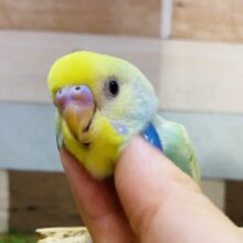 最新画像有ります❗️今回もやってきましたよ〜✨エメラルドグリーンの美鳥さん💎セキセイインコのパステルカラーレインボー！