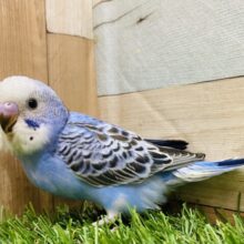 最新画像有ります🕺✨アピール上手に出来ちゃうよ〜✨定番人気のセキセイインコオパーリン‼️