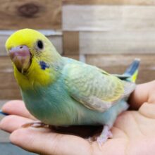 最新画像有ります🤩パッチリおめめのグイグイ系⁉️エメラルドグリーン✨の素敵なセキセイインコ（パステルカラーレインボー）🌈
