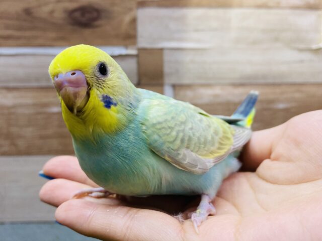 最新画像有ります🤩パッチリおめめのグイグイ系⁉️エメラルドグリーン✨の素敵なセキセイインコ（パステルカラーレインボー）🌈