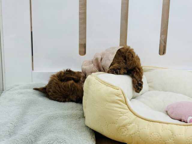マルプー