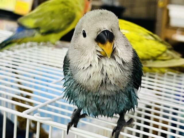 コザクラインコ（小桜インコ）