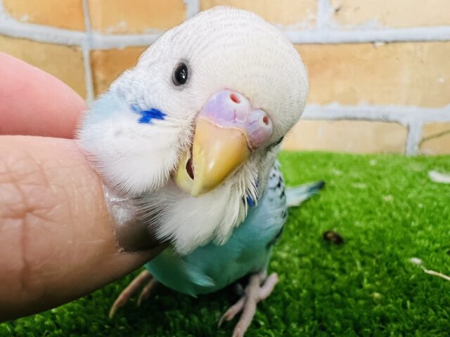 なんでこんなに可愛いの〜♡あまあまセキセイインコ（ブルーオパーリン）