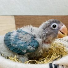 ちょっぴり久々のご紹介になります〜✨人気者なんです！ブルーボタンインコ⭐️