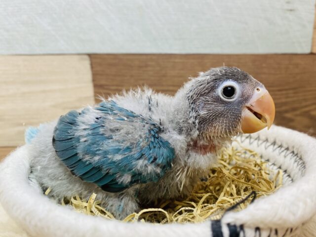 ちょっぴり久々のご紹介になります〜✨人気者なんです！ブルーボタンインコ⭐️