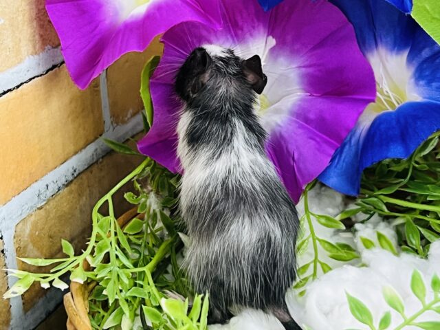 デグー
