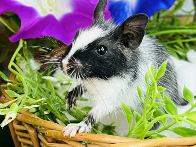 デグー