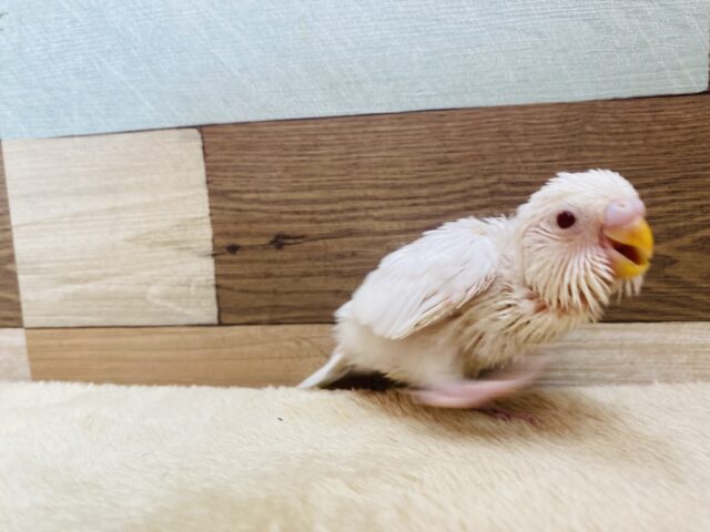 セキセイインコ