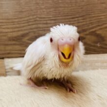 はちゃめちゃー💦💦元気が良すぎてなりよりです🤣セキセイインコのアルビノ❤️