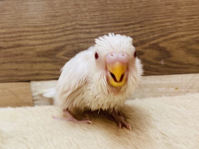 はちゃめちゃー💦💦元気が良すぎてなりよりです🤣セキセイインコのアルビノ❤️