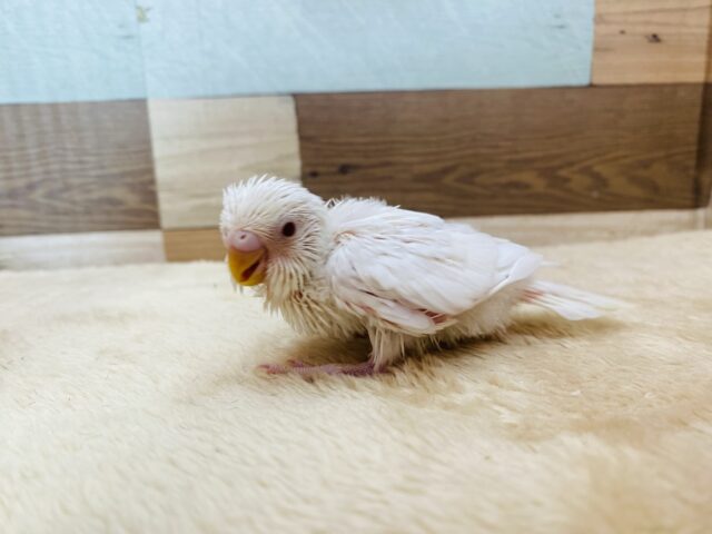 セキセイインコ
