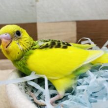 ライムカラー🍋‍🟩✨モリモリ食べてしっかりさんなセキセイインコのパイド⭐️