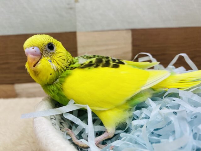 ライムカラー🍋‍🟩✨モリモリ食べてしっかりさんなセキセイインコのパイド⭐️