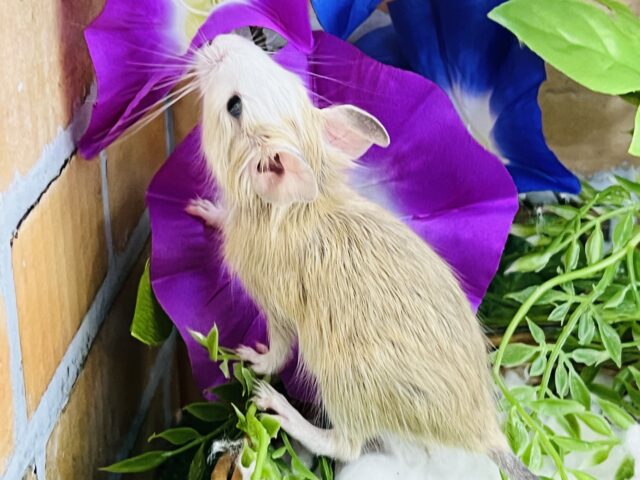 デグー